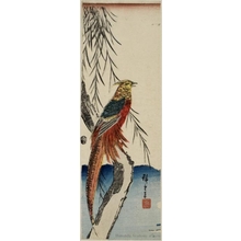 歌川広重: Pheasant on Willow Branch (Descriptive Title) - ホノルル美術館