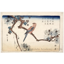 歌川広重: Pine Branch and Parakeet - ホノルル美術館