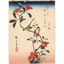 Utagawa Hiroshige: Birds and Camellia - Honolulu Museum of Art
