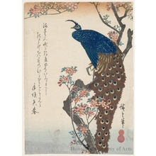 Utagawa Hiroshige: Aronia and Peacock - Honolulu Museum of Art