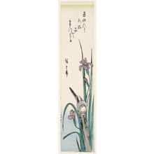 Utagawa Hiroshige: Wagtail and Iris - Honolulu Museum of Art
