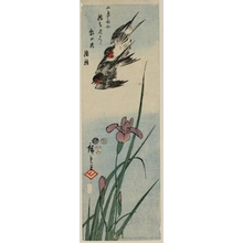 Utagawa Hiroshige: Swallows Flying Over Iris Blossoms - Honolulu Museum of Art