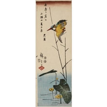 歌川広重: Kingfisher above a Yellow-flowered Water Plant - ホノルル美術館