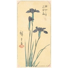 歌川広重: Iris at Horikiri Village - ホノルル美術館