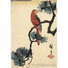 Utagawa Hiroshige: Parrot on Pine Branch - Honolulu Museum of Art