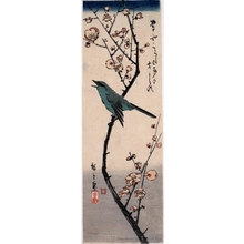 Utagawa Hiroshige: Nightingale on Plum Branch - Honolulu Museum of Art