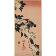 Utagawa Hiroshige: Kingfisher and White Flowers (Descriptive Title) - Honolulu Museum of Art