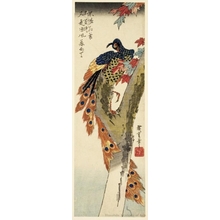 Utagawa Hiroshige: Peacock and Maple - Honolulu Museum of Art