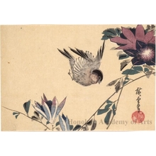 歌川広重: Bullfinch Flying near a Branch of Clematis - ホノルル美術館