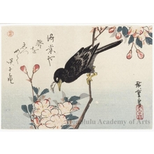 Utagawa Hiroshige: Crested Blackbird and Flowering Cherry - Honolulu Museum of Art