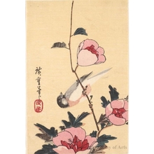 Utagawa Hiroshige: Tit and Peony - Honolulu Museum of Art