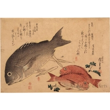 Utagawa Hiroshige: Black Snapper, Crimson Snapper & Japanese Pepper - Honolulu Museum of Art