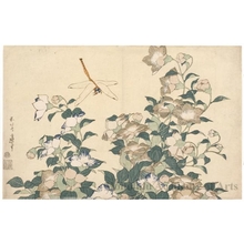 Katsushika Hokusai: Chinese Bellflower and Dragonfly - Honolulu Museum of Art
