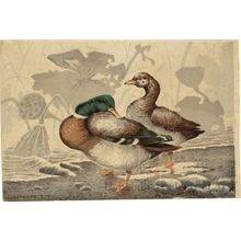 Kobayashi Kiyochika: Ducks and Withered Lotus - Honolulu Museum of Art