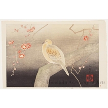 Ikeda Köei: Pidgeon on Plum Tree Branch (Descriptive Title) - Honolulu Museum of Art