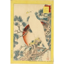 Sügakudö: White Hawk on Pine Tree - Honolulu Museum of Art