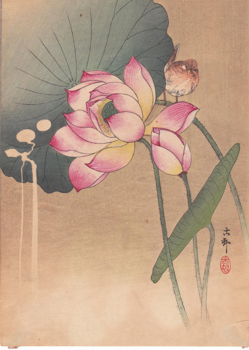 Shoson Ohara: Lotus Flower and Finch - Japanese Art Open Database 