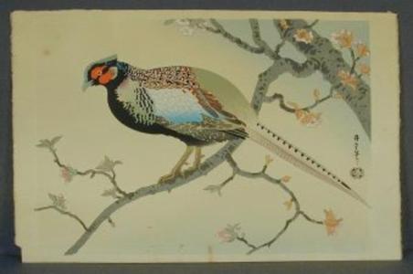 麻田辨次: Pheasant - Japanese Art Open Database