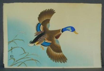 Asada Benji: Unknown, Duck in flight - Japanese Art Open Database