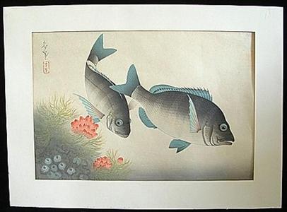 Bakufu Ohno: Black Sea Bream- Kurodai — クロダイ - Japanese Art Open Database