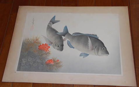 大野麦風: Black Sea Bream- Kurodai — クロダイ - Japanese Art Open Database