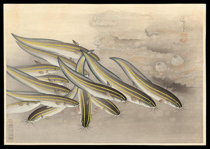 大野麦風: Gonzui- Striped Catfish — ゴンズイ - Japanese Art Open Database