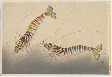 Bakufu Ohno: Kuruma-Ebi- shrimps - Japanese Art Open Database