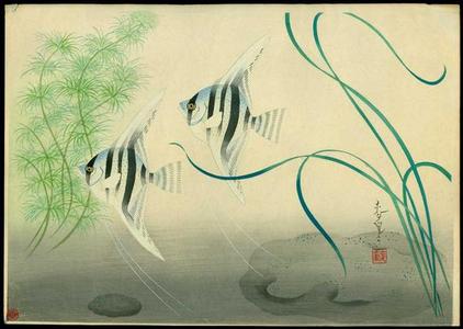 大野麦風: Angelfish — テンシウオ - Japanese Art Open Database