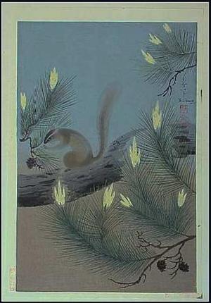 大野麦風: Squirrel in a pine tree - Japanese Art Open Database