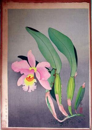 Bakufu Ohno: Western Orchid — 洋蘭図 - Japanese Art Open Database