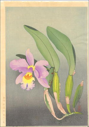 大野麦風: Western Orchid — 洋蘭図 - Japanese Art Open Database