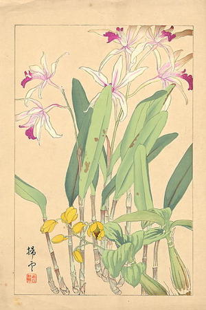 Chigusa Soun: Flowers of Japan 1 - Japanese Art Open Database