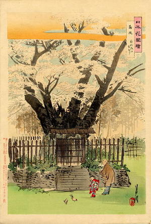 尾形月耕: Cherry Tree being admired by an old man with a small child - Japanese Art Open Database