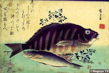 Utagawa Hiroshige: Unknown title — 魚づくしより しま鯛とあいなめ - Japanese Art Open Database