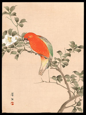Hobun Kikuchi: Orange Parrot - Japanese Art Open Database