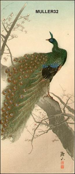 Ito Sozan: Peacock - Japanese Art Open Database