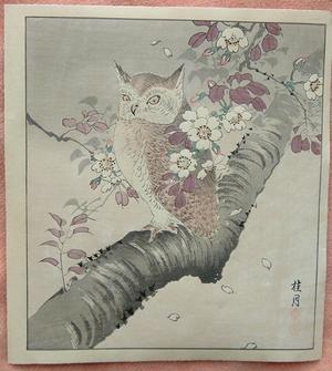 Keigetsu: Owl on Cherry Tree - Japanese Art Open Database
