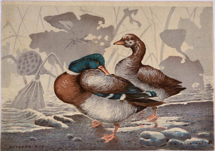 小林清親: Ducks and Dead Lotus — 鴨と枯蓮 - Japanese Art Open Database
