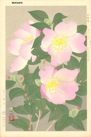 Mukai Kuma: Sasanqua- camellia - Japanese Art Open Database