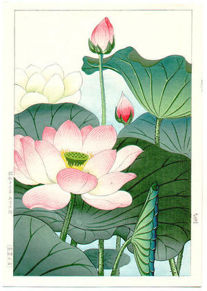 Nishimura Hodo: Lotus - Japanese Art Open Database