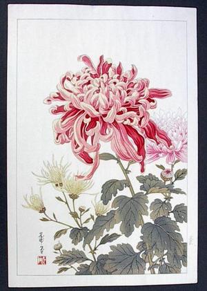 Nishimura Hodo: Unknown Pink Cjrysanthemum - Japanese Art Open Database