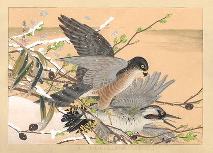 Rakusan Tsuchiya: Hawk attacking - Japanese Art Open Database