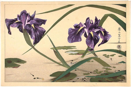 Rakusan Tsuchiya: Iris flowers - Japanese Art Open Database