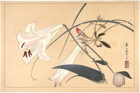 Rakusan Tsuchiya: Orchid flowers - Japanese Art Open Database