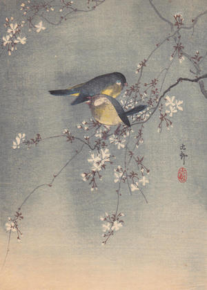 Shoson Ohara: Finches in Cherry Tree - Japanese Art Open Database