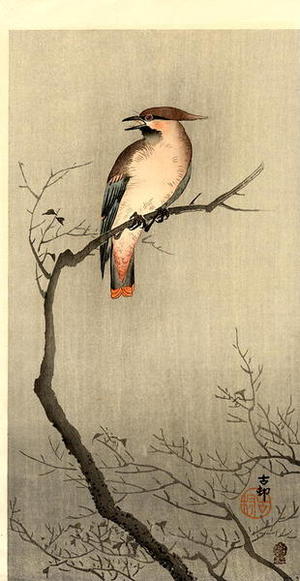 Shoson Ohara: Japanese Waxwing - Japanese Art Open Database