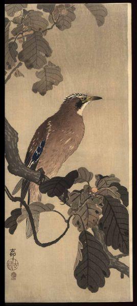 Shoson Ohara: Jay on an oak branch - Japanese Art Open Database