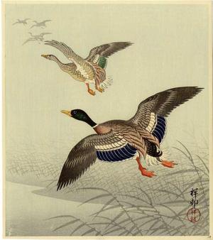 Shoson Ohara: Mallards in Flight - Japanese Art Open Database