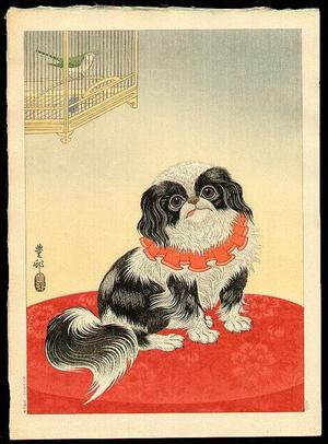 Shoson Ohara: Pekingese Dog and Bush Warbler - Japanese Art Open Database
