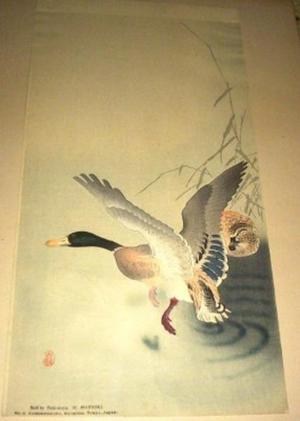 Shoson Ohara: Two mallard ducks - Japanese Art Open Database
